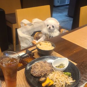 いぬ