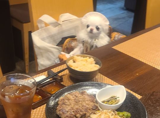 いぬ